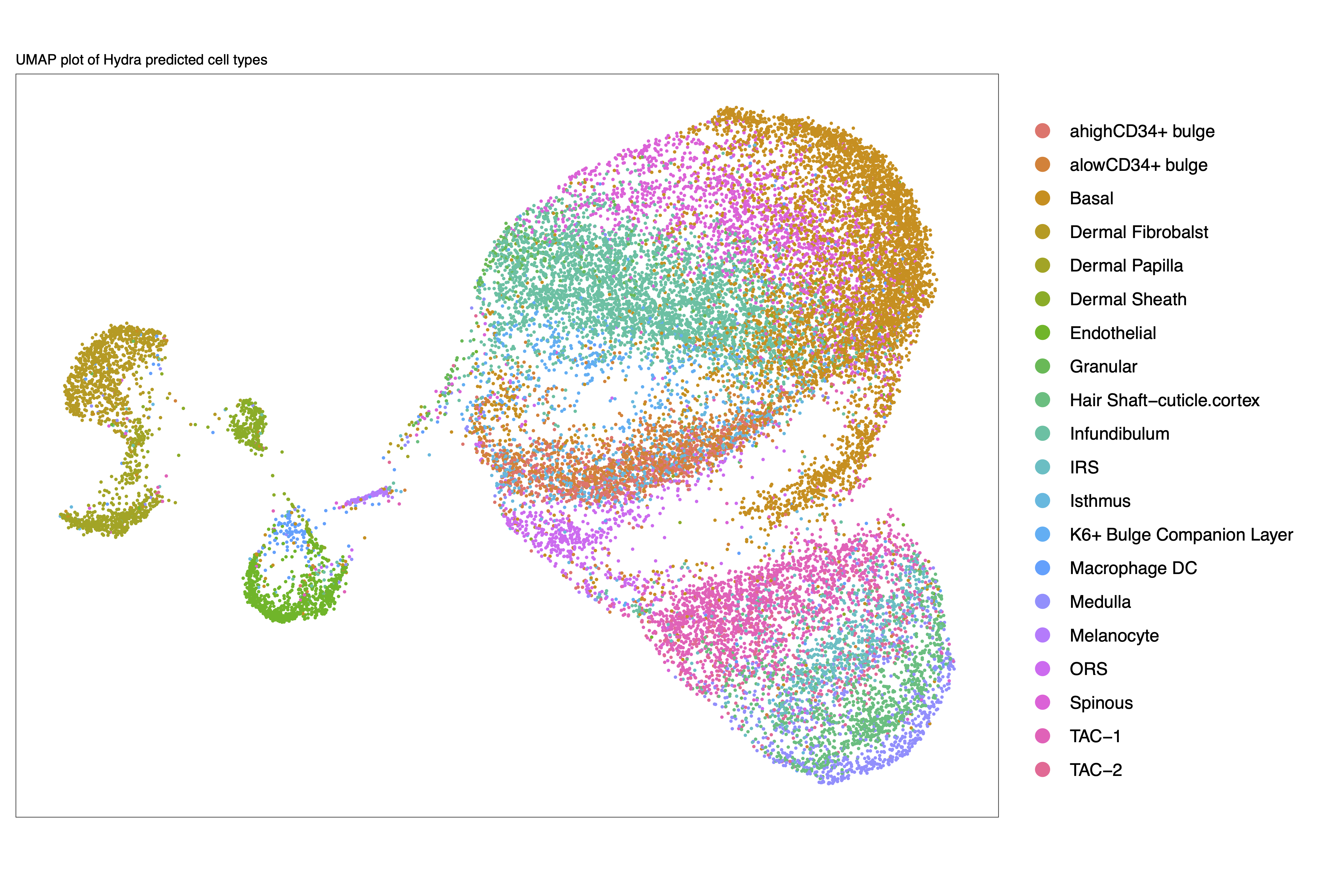 Hydra Predicted cell types
