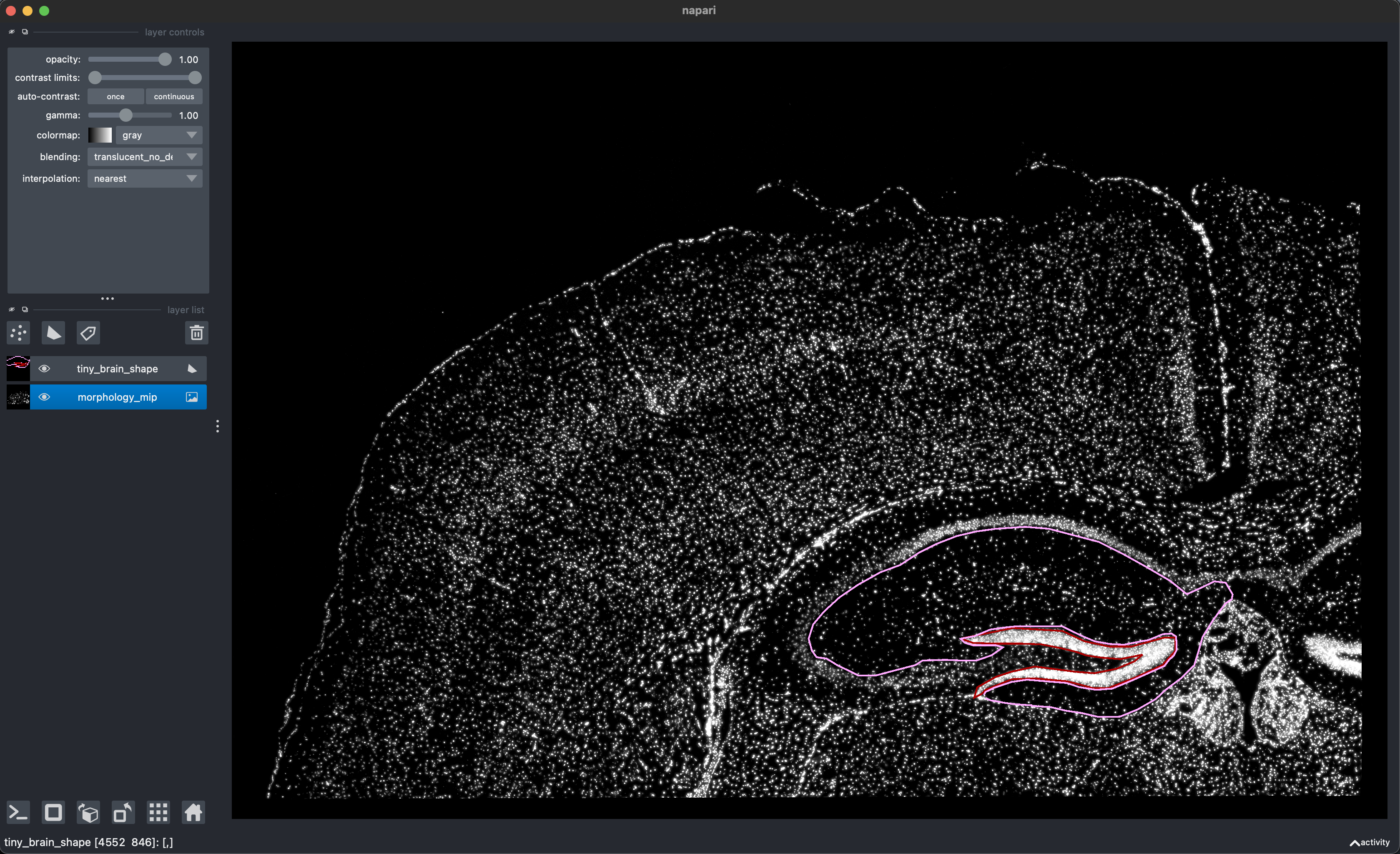 screenshot of napari for virtual dissection