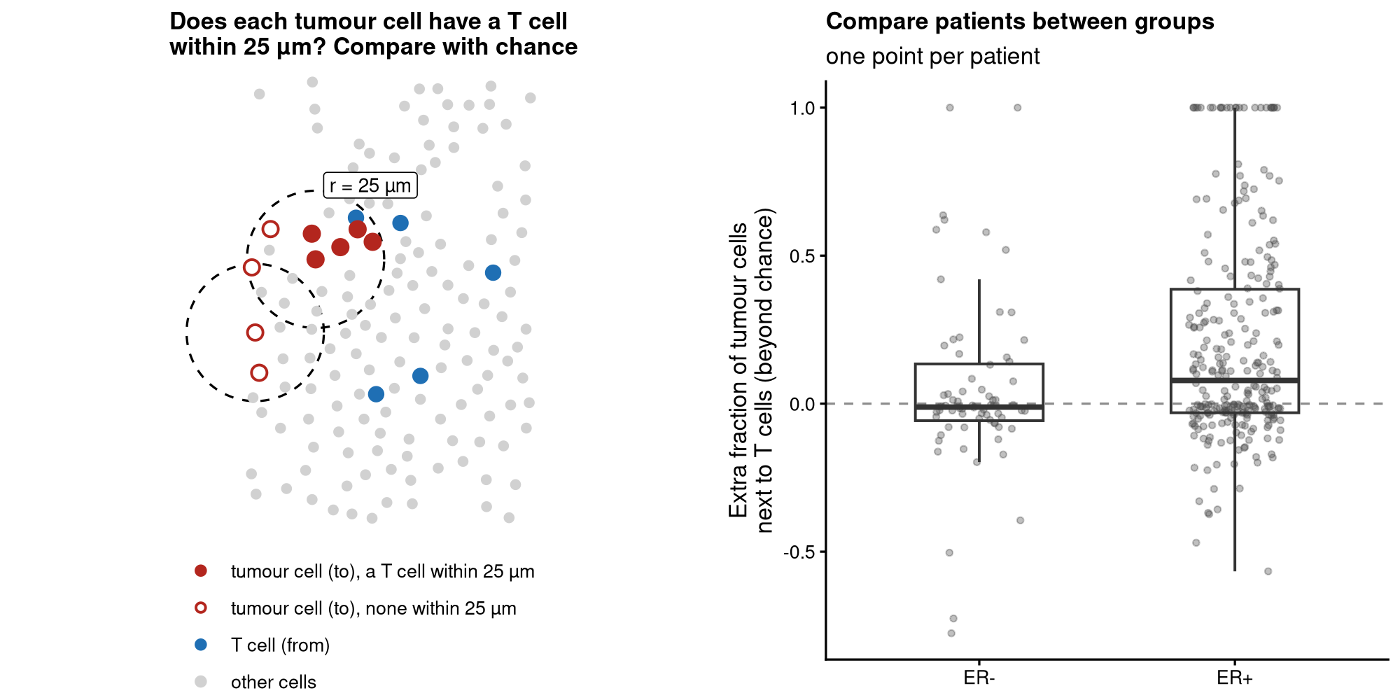 The pair T cells → proliferating tumour cells. For each proliferating tumour cell (red, the `to` type), spicyR checks whether a T cell (blue, the `from` type) lies within 25 µm, and compares the share of tumour cells that have one with chance. Each patient gets an effect, and the effect is compared between ER-negative and ER-positive tumours.